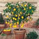 The Ultimate Soil Mix for Perfectly Tangy Citrus Limon Trees - Discover Gardenera's Revolutionary Lemon Tree Potting Mix - [1 Quart Bag]