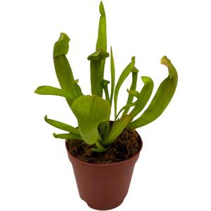 BubbleBlooms Sweet Pitcher Plant, Carnivorous Plant, Sarracenia rubra Walter pitcherplant