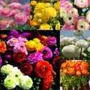 4 x 100PCS Double Mixed Ranunculus Seeds for Planting,Peony Flowered Persian Buttercup Seeds Non-GMO Heirloom,Tecolote Ranunculus Seed with Ruffled Blooms Garden (EXP 12/01/27)