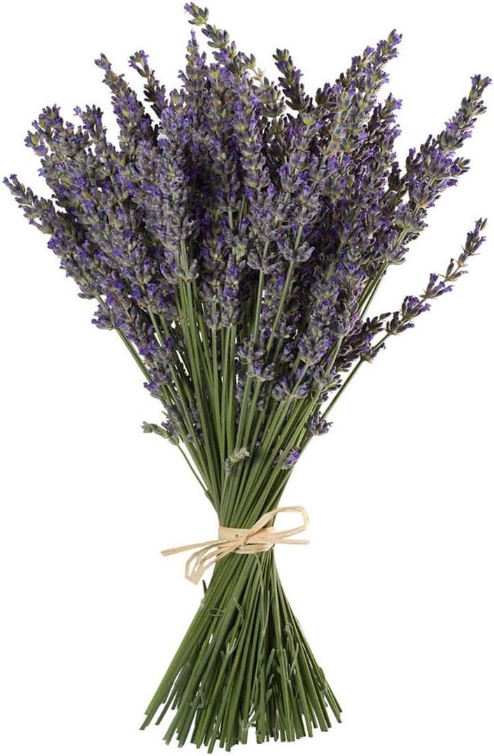 TooGet Natural Lavender Bundles, Freshly Harvested 200+ Stems Dried Lavender Bunch 16" - 18" Long, Decorative Flowers Bouquet for Home Decor, Crafts, Gift, Wedding or Any Occasion