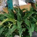 2Pack Artificial Boston Ferns Hanging Plants 23.6'' Fake Silk Fern 50 Leaves That Look Real in Pots for Outdoors & Indoor Faux Potted Plant for Home Porch Patio Garden Decor