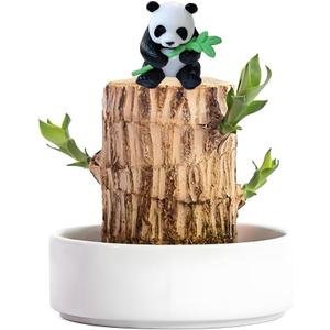 Brazilian Wood Plant,Mini Brazil Lucky Wood,Ceramic Tray Lucky Tree,with Panda Statues,Swelling The Stage of About to Sprout,Brazilian Tree Perfect for Home,Office Desktop Decoration (Panda Statue)
