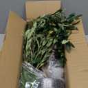 Olive Tree, 5FT Tall Faux Olive Tree with Lights Moss and Planter, Olive Trees Artificial Indoor with Realistic Wood Trunk and Lifelike Fruits, Fake Olive Tree for Home Office Living Room Decor