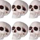 Sratte 6 Pcs Halloween Human Skull Model Adult Plastic Skull Decor Fake Head Decorations Realistic Head Bone Model Human Skeleton Statue (8 Inch)
