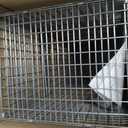 HAVAHART 1079SR Large 1-Door Humane Catch and Release Live Animal Trap Cage - Live Raccoon Trap, for Bobcats, Beavers, Dogs, & More