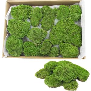 FAICOIA Preserved Moss Bulk Green Natural Preserved Pole Moss Pillow for Potted Plants 2.5 sq.ft Green Moss Balls for Bowls Wall Art Terrariums Crafts Fairy Gardens Easter Table Decor