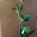 5FT Artificial Fiddle Leaf Fig Tree Faux Plants Indoor Faux Plant Artificial Trees Indoor,Large Floor Plants,Real Touch Rubber Tree for Home Decor