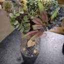 Silk Flowers in Vase, Artificial Flowers with Vase Fake Flowers Arrangement Faux Dahlia for Decoration Table Centerpiece (Dahlia) (Dalia)