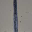 URO Parts 51237175020 Hood Strut