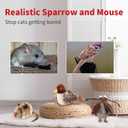 2 x PETGEEK Gigwi Simulated Chirping Bird Cat Toy, Fake Interactive Cat Toys for Indoor Cats, Feather Toy with Hanging Loop for Bored Indoor Adult Kittens Interactive Play (Bird Mouse Cricket)