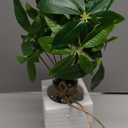 OAIRSE FAKEFORTUNE PLANT IN VASE FOR HOME DECOR