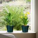 50 Pack 6 Inch Nursery Pots, Planting Grow Plastic Flower Pots, Thick Planters with Drainage Holes for Outdoor/Indoor Plants Succulent Herb (Green)