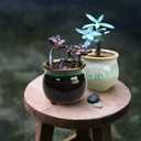 Brajttt 2.1 Inch Succulent Pot with Drainage, Planting/Flower Pots, Small Planter for Mini Plant Ceramic Flowing Glaze Base Serial Set with Holes