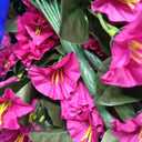 HyeFlora Artificial Fake Hanging Flowers Plants Baskets for Outdoor Outside Decoration, Faux Silk UV Resistant Realistic Fuchsia Morning Glory Planter for Home Porch Patio Balcony Garden Yard