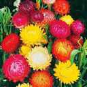 3 x 250+ Seeds Strawflower Giant Mix - Flower Multicolor