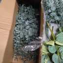 200 Pcs 4 Kinds Mixed Artificial Eucalyptus Greenery Stems Bulk Baby Breath Flowers Artificial Bulk with Fake Silver Dollar Leaves Plants for Centerpieces Wedding Bouquet DIY Home Decor