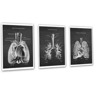 Gnosis Picture Archive Cardio Pulmonary Anatomy Lungs Heart Decor Set of 3 Unframed Medical Art Prints