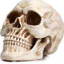 READAEER Resin Skull, Human Head Model for Home Decoration, Halloween Statue, Skull Model for Bookshelf and Desktop (White)