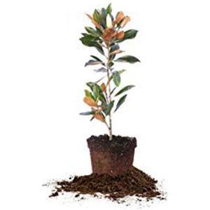 Perfect Plants Little Gem Magnolia Live Plant, 2-3', Includes Care Guide