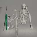 NLShan Human Skeleton Model for Anatomy: Scientific Model with Movable Arms, Legs & Display Stand - 17" Mini Human Skeleton Model for Study and Display