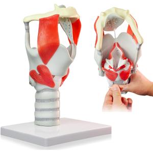 HADWYN 3X Anatomy Larynx Functional Model, 12.1"L x 8.1"W