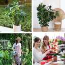 Yhtpouqe 4 Pack Plant Support Stakes, Plant Stakes for Indoor and Outdoor Plants. 28inch Plant Sticks with Extension Poles, Plant Clips, Plant Ties for Potted Monstera Plants, Climbing Plants (Green)