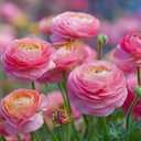 4 x 100PCS Double Mixed Ranunculus Seeds for Planting,Peony Flowered Persian Buttercup Seeds Non-GMO Heirloom,Tecolote Ranunculus Seed with Ruffled Blooms Garden (EXP 12/01/27)