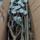 8FT Artificial Eucalyptus Tree Indoor, Tall Faux Eucalyptus Plant with Pre-Potted Realistic Silk Leaves and Trunk, Fake Eucalyptus Tree for Office Living Room Bedroom Foyer Porch Home Corner Decor (Black)