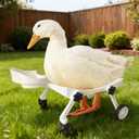Pet Ducks Wheelchair - Adjustable Mobility Aid for Small AnimalsAdjustable Height for Comfortable Use Mobility Aid Cart with All-Terrain Wheels.