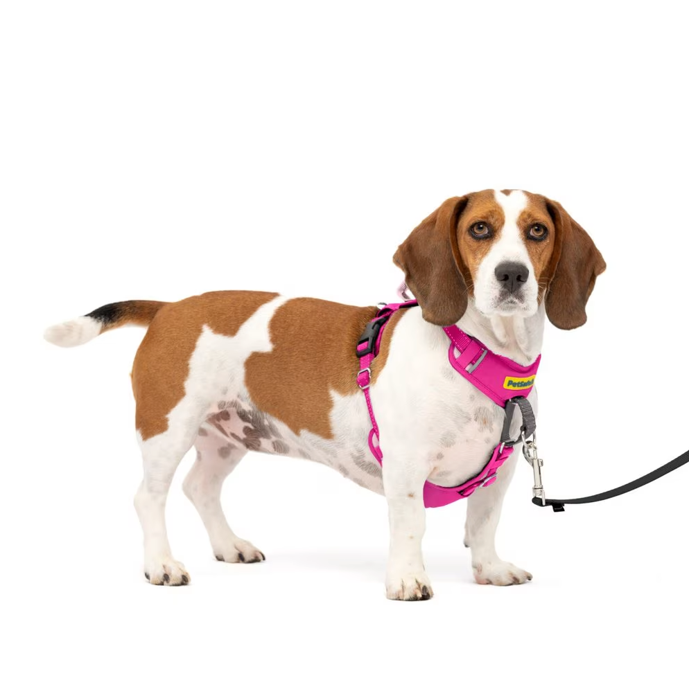 PetSafe Easy Walk Comfort Reflective No Pull Dog Harness, Pink, Small/Medium: 19 to 24-in chest