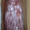 200 Pcs Operation Christmas Items Bulk Mechanical Pencils Bulk 0.7mm Medium Point Mechanical Pencil with Grip Smooth Writing Automatic Drafting Pencils Christmas Child Items pink