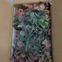 Dahey Artificial Eucalyptus Faux Plants Indoor for Farmhouse Home Decor Fake Plants in Rustic Rectangular Pots Coffee Table Centerpiece for Bathroom Laundry Living Room Greenery Decor, Orange