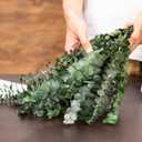 Green Brunches of Eucalyptus