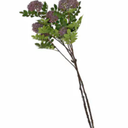DI HD 36IN SEDUM STEM PURPLE (10 PC)