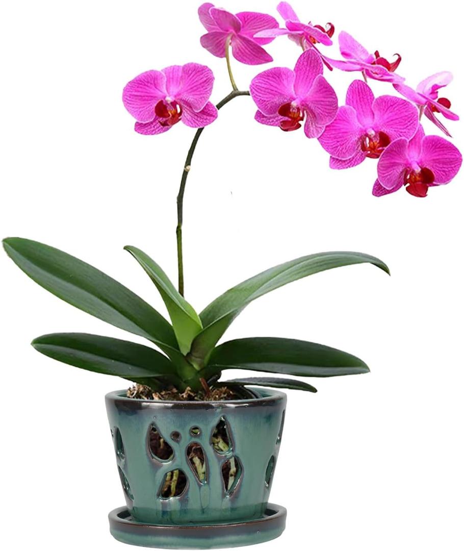 W&W Orchid Pot with Holes and Saucer for Repotting, 5 Inches, Green