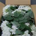 QIANYUN Faux Hydrangea Tree 30" Tall (2 Pack), Artificial Hydrangea Plant in Pot with White Flowers, Realistic Hydrangea Tree for Indoor Outdoor Porch, Patio, Home Decor