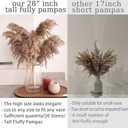 20 Stems 28" inch Large Brown Pampas Grass Decor Tall - Natural Fluffy Pompas Grass Bulk Tall Pampas Grass for Floor Vase - Boho Decor Home Decor Wedding Decor Event DecorGift