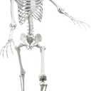 Lodou 5.4Ft Posable Life Size Human Adult Skeletons Plastic Human Bones with Movable Joints for Halloween Decoration