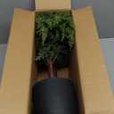 3FT Real Touch Cedar Topiary Trees for Front Porch Decor, Artificial Shrubs Faux Plants Potted UV Resistant Fake Greenery for Outdoor Indoor Door Garden Farmhouse Home Decoration (Set of 2)