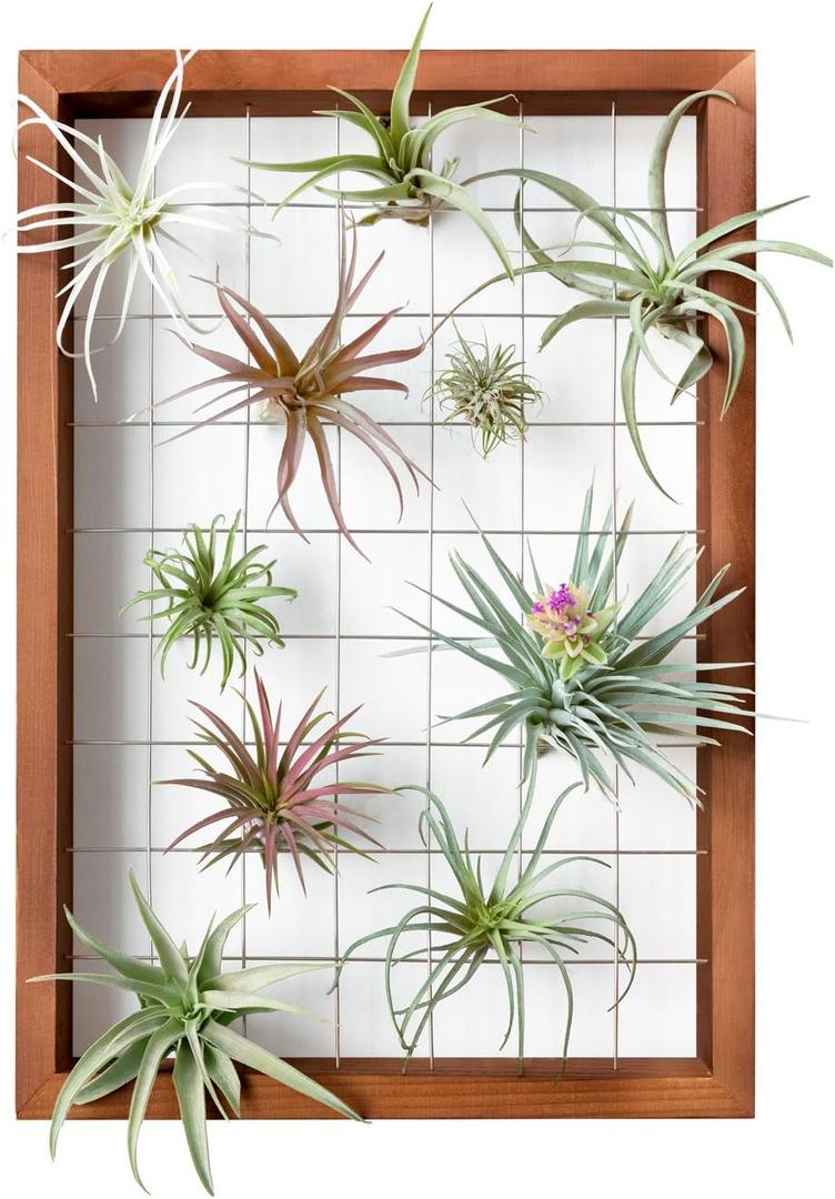 Mkono Air Plant Frame Hanging Airplant Holder Tillandsia Display Hanger Wooden Shelf Wall Decor for House Plants, Succulent, Christma Gifts for Plant Lovers, 16" (Plant Not Included)