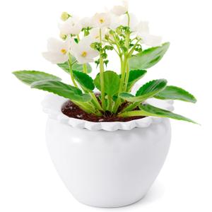 Self Watering Plant Pot African Violet Pots Ceramic 6.5 * 4.6 * 4 inch White for Indoor Flowers and Plants Simple Plant Self Watering Pot Modern Decor Pots Efficient Absorption Water