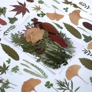 100 PCS Real Dried Pressed Greenery Leaves Natural Plant Herbarium for DIY Resin Mold Jewelry Making Craft (20 Styles)