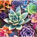 Buffalo Games - James Mertke - Simple Succulent - 1000 Piece Jigsaw Puzzle For Adults -Challenging Puzzle Perfect for Game Nights - Finished Size is 26.75 x 19.75