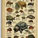 Starotore Modern Wall Art Freshwater Turtles Frameless Poster Educational Prints on Canvas Rectangle Wall Decor Contemporary Pictures for Turtle Learning Lovers Decorative Unframed 16x24inch/ 40x60cm
