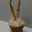 BubbleBlooms Sweet Pitcher Plant, Carnivorous Plant, Sarracenia rubra Walter pitcherplant