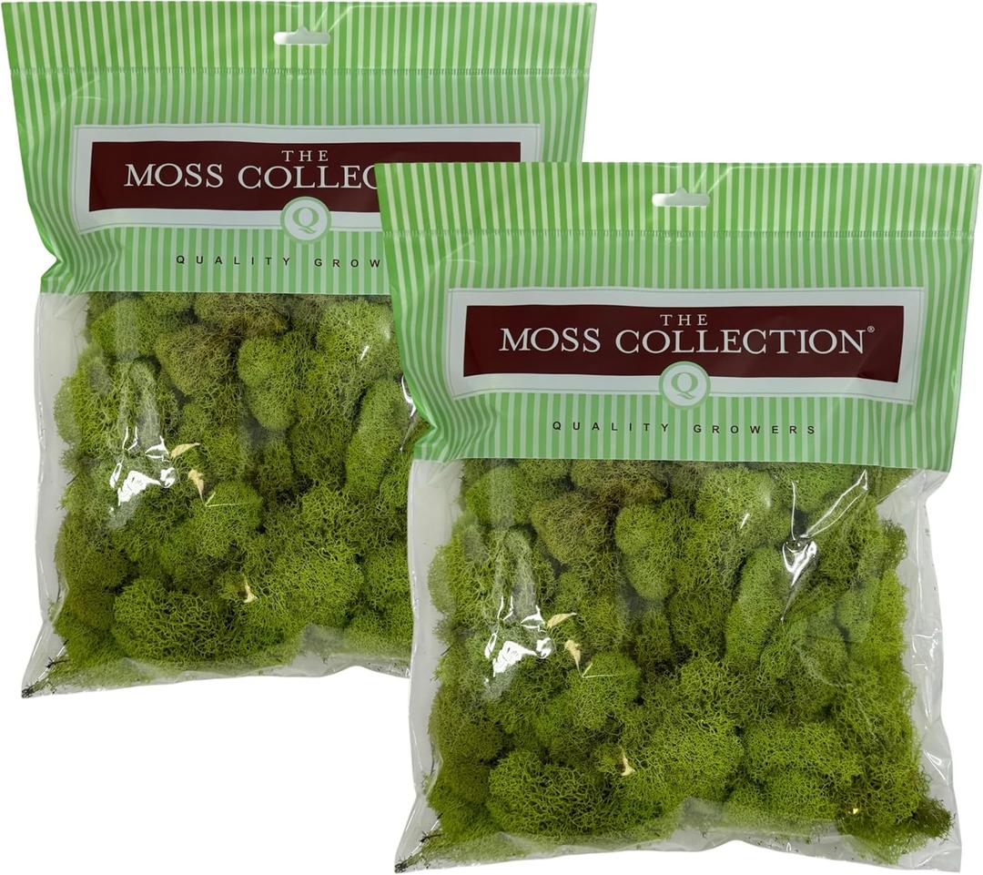 Quality Growers Reindeer Moss, Preserved Moss, Chartreuse, Medium 2-Pack | Preserved Moss for Crafts, Home Decor, Art, Design & DIY Projects, Non-Toxic, All Natural, Family Owned, USA Made