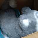 Little Live Pets My Really Real Puppy Mini Aurora The Husky, Interactive Plush Toy with Display Basket, 20+ Sounds and Reactions, Puppy Toys for Kids