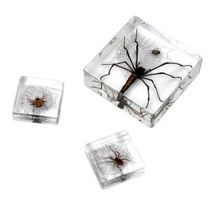 Taxidermy Spider, 3pcs Insect Spiders Specimens in Resin for Closer-Look & Study in Safe Healthy, Novelty Fun & Educational for Classroom Teaching, Home Office Display (XS Size x2 + M Size x1)