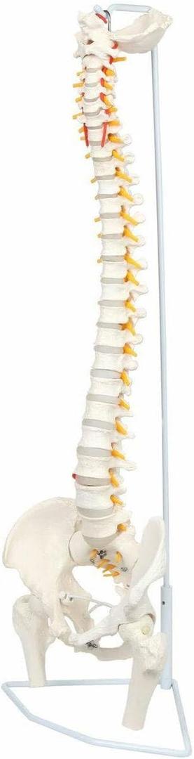 Wellden Medical Anatomical Classic Spine Model with Femur Heads, Flexible, Life Size, 80cm/31.5