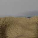 Queenmore Warm Dog Coat, Cold Weather Puffer Dog Jacket with Ultra Thick Plush Lining, Storage Pockets (Dark Navy, Medium)